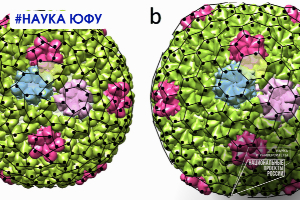 Ученые ЮФУ изучают факторы, влияющие на форму вирусов