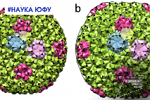 Ученые ЮФУ изучают факторы, влияющие на форму вирусов